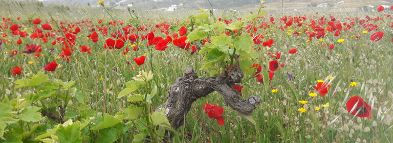 Winery in Mykonos Uses Classical Music to Transform Rocky Vines Into Fine Wine