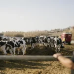 mykonos-dairy-credit-thodoris-koukas-greek-reporter.jpg